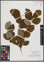 Foto von Salix caprea L.
